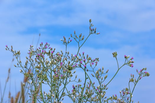 Flowers that occur naturally. Spring flowers in a meadow.