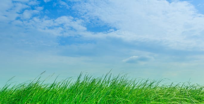 Pictures taken in the field. In the daytime. The picture is brightening. Green pastures and blue skies.