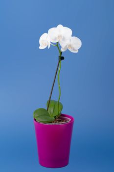 romantic branch of white orchid on blue background, studio shoot