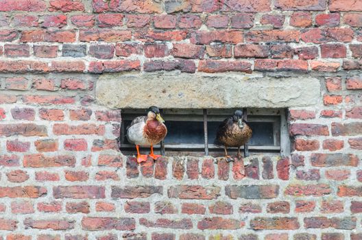 Two ducks on a projecting wall on a basement window.