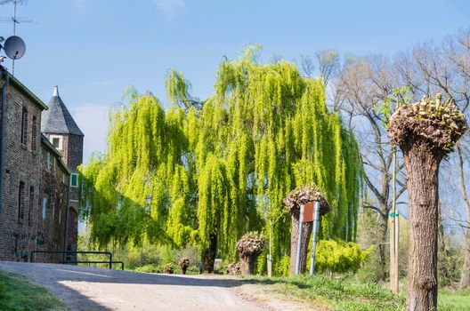 Large willow outside a medieval walled town in Germany.