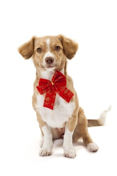 Cute dog wearing red bow isolated over white background