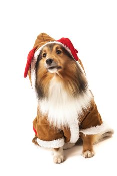 Portrait of shetland sheepdog in reindeer costume over white background