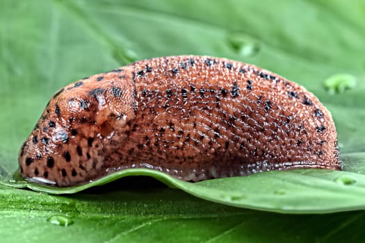 Snail on a green leaf in the wild