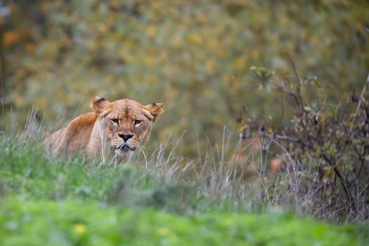 Lioness in the wild, in a clearing