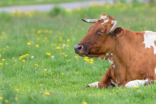 Cow resting in the clearing on the farm