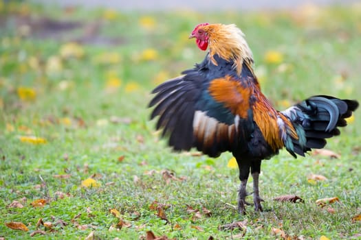 Rooster getting ready for battle in a clearing