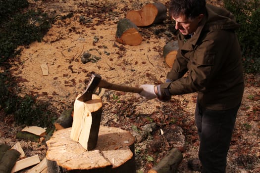 Forester chopping wood with an axe