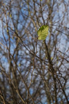 solitary leaf on a twig showing concept of winter