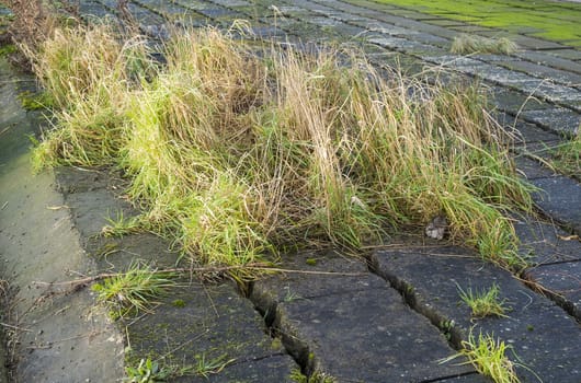 grass growing wild through cracks between concrete blocks