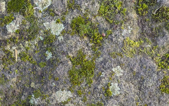 close up of moss and lichen growing on a rock