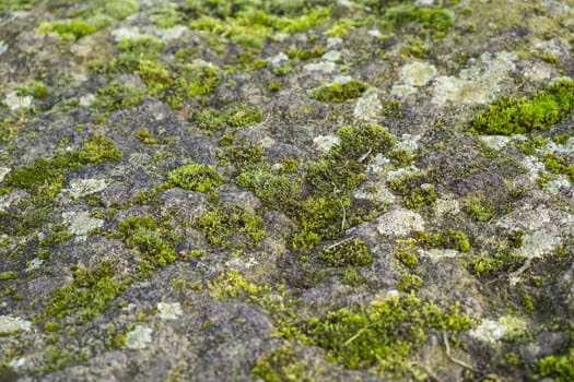 close up of moss and lichen growing on a rock