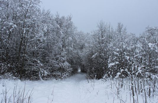 Winter forest and road after a snowfall on Christmas in the dead of winter.