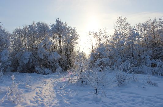 Winter forest and road after a snowfall on Christmas in the dead of winter.