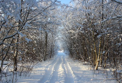 Winter forest and road after a snowfall on Christmas in the dead of winter.