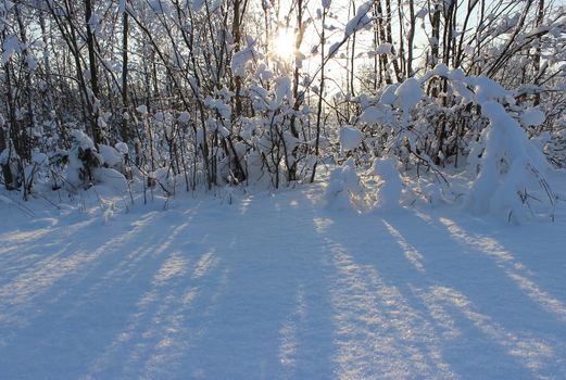 Winter forest after a snowfall on Christmas in the dead of winter.