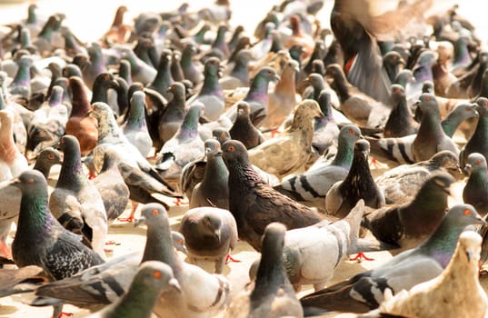 Pigeons waiting for feed from people. feeding at street (birds , doves, pigeons)