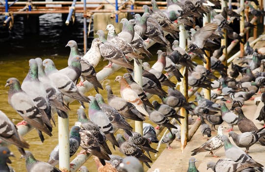 Pigeons waiting for feed from people/ Pigeons waiting for feed from people. feeding at street (birds , doves, pigeons)