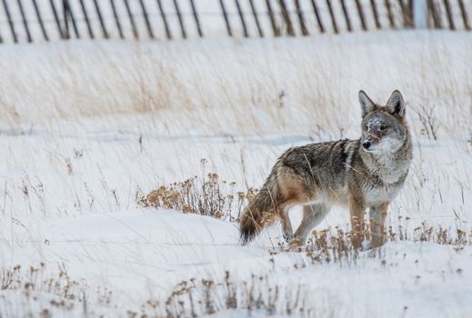 Coyote Winter Hunt. Colorado Rocky Mountains Coyote.