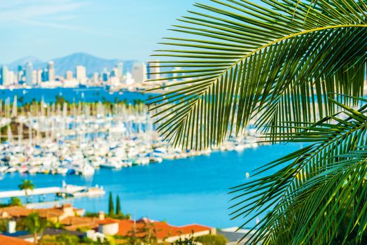 Destination San Diego, California. Palm Leaf and Blurred San Diego Cityscape Concept Photo.