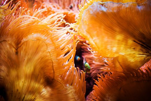 Fish and the Coral Reef Closeup Underwater Photo.