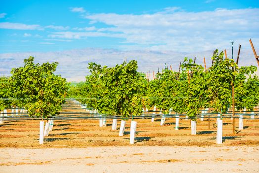 Grapes Plantation Vineyards in Indio, Coachella Valley, California, United States