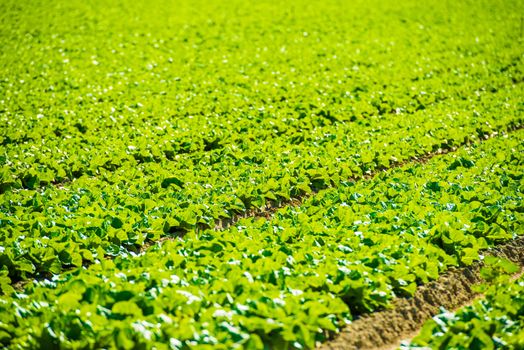 Organic Green Lettuce Field Closeup. California Agriculture. 