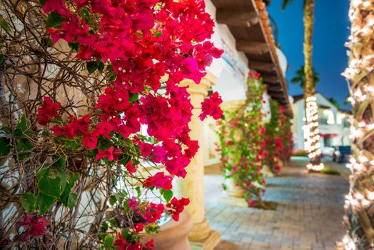 Flowering California. Beautiful Blooming Flowers in La Quinta. Winter in Coachella Valley, United States.