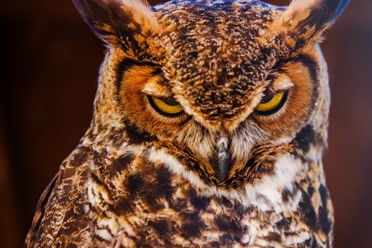 Great Horned Owl Also Known as the Tiger Owl Closeup Photo. (Bubo Virginianus)