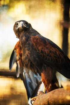 Harris' Hawk Formerly Known As The Bay-Winged Hawk or Dusky Hawk. (Parabuteo Unicinctus). 
