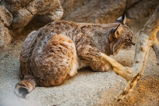 Rabbit Hunting North American Bobcat Carefully Waiting for the Final Move.