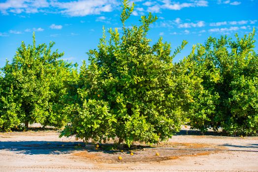 Lemon Trees Field. Lemon Plantation in California, United States.