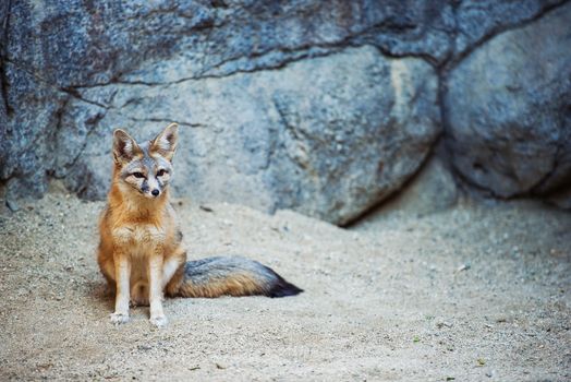 Kit Fox. Fox Species of North America. (Vulpes Macrotis)