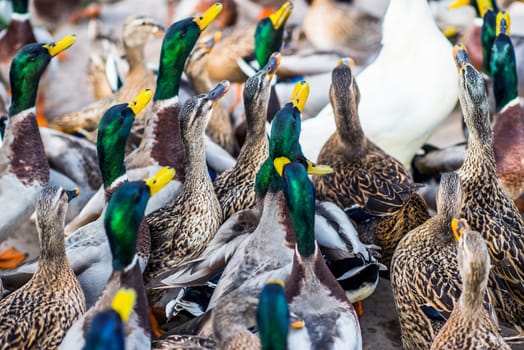 Large Group of the Colorful Ducks Closeup Photo. 