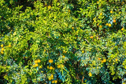 Lemon Tree Closeup Photo. California Orchard.