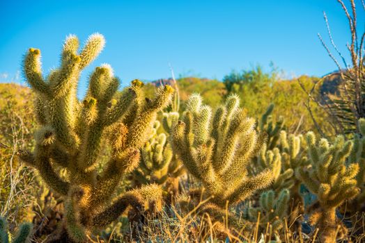 Living Desert. Southern California Desert Plants.