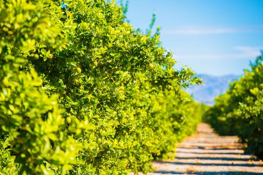 Lemon Trees Plantation. Lemon Trees Farm Field in California, United States.