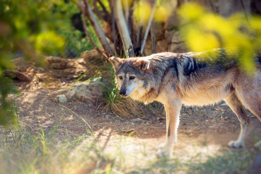 Mexican Wolf Also Known As Lobo. Native to Sierra Madre ( Canis Lupus Baileyi ). 