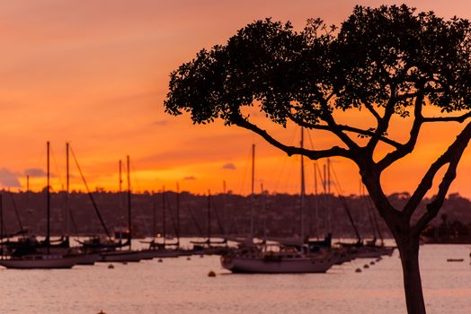 North San Diego Bay Sunset. Luxury Yachts and the tree. San Diego, California, United States.