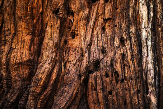 Old Tree Bark Closeup Photo Background. Bark Texture.