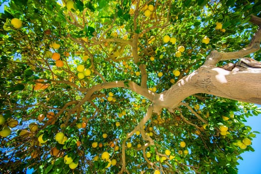 Oranges on the Tree. California Organic Orange Tree From Below.