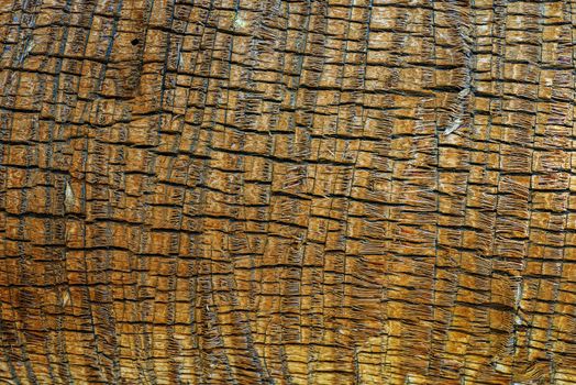 Palm Tree Bark Wooden Material Background