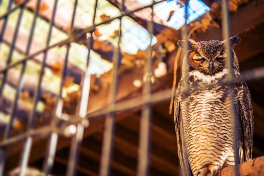 Poor Owl in Captivity. Great Horned Owl in Captivity. Bird in the Cage.