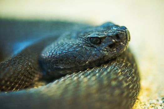 Crotalus Ruber. Red Diamond Rattlesnake Extreme Snake Head Closeup Photo.