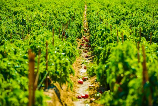 Red Paprika Field. California Agriculture.