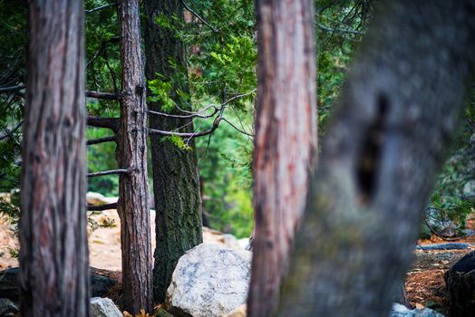 San Bernardino Forest Closeup Photo. Idyllwild, Pine Cove Mountains, California, USA.