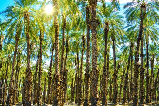 Sunny California Palms Plantation. California Agriculture Photo.