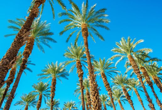 Under the Palms in Coachella Valley California. Palms and the Blue Sky.