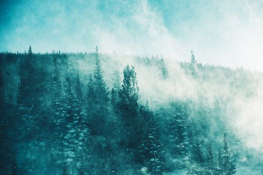 The Winter Storm. Extreme Winter Storm Conditions with High Wind and Blowing Snow in the Forest. Winter Scenery