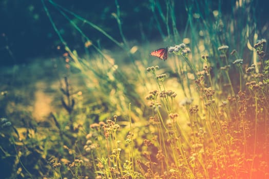 Summer Meadow with Monarch Butterfly Resting on Wildflower. Wild Meadow Nature Background